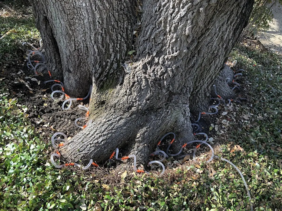 Detailed Tree Cabling and Bracing job site in Perkins