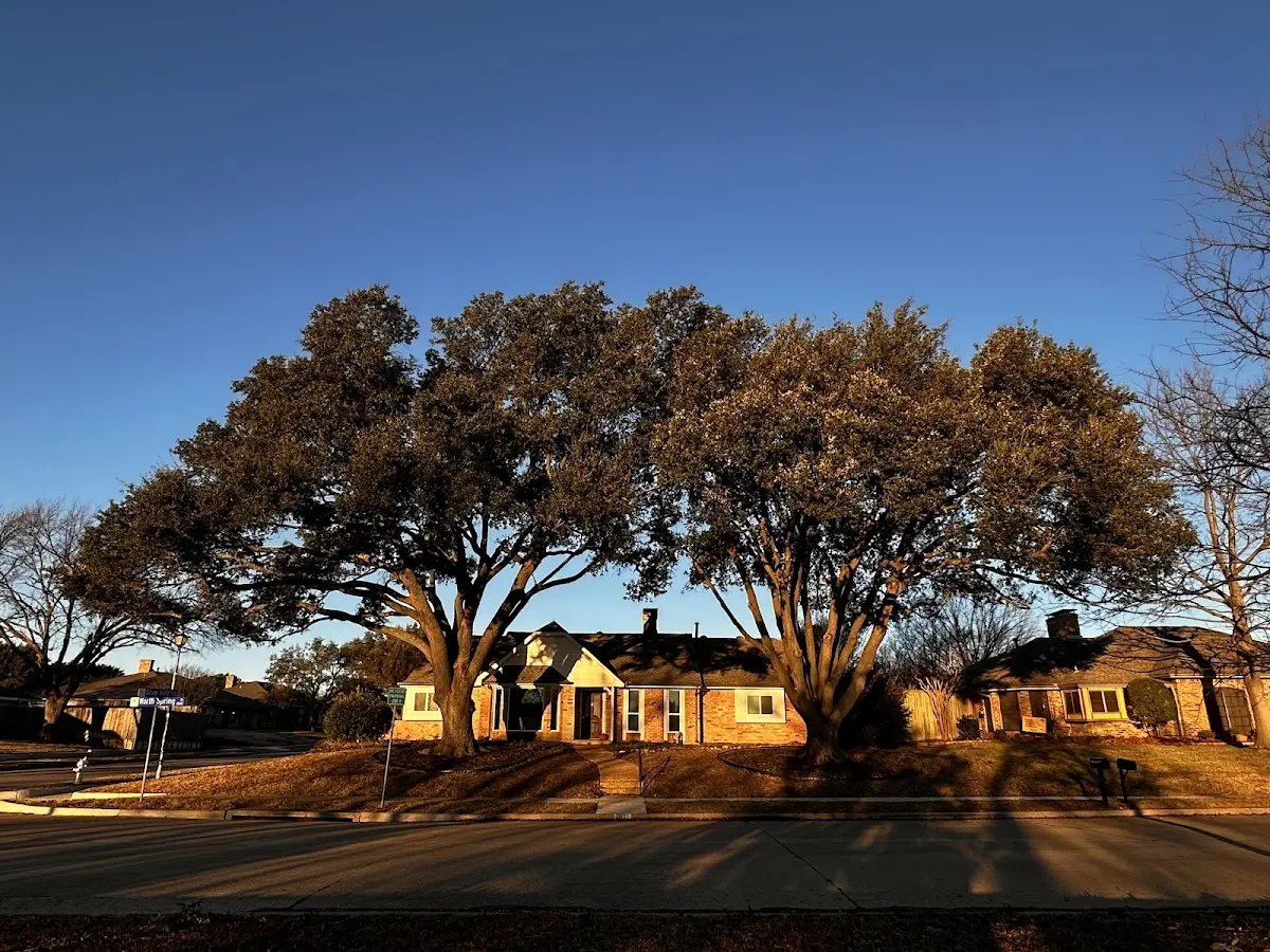 Established residential canopy tree shading a home in Perkins